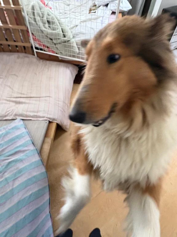 ワンちゃん