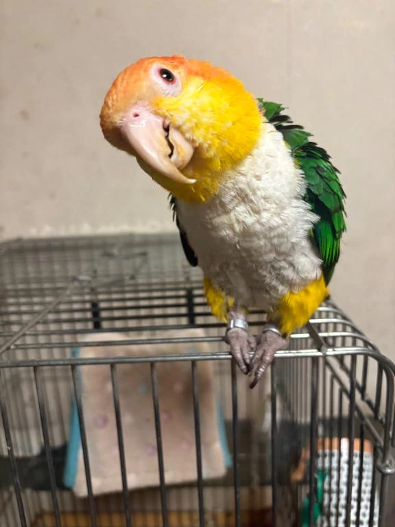 こんばんは