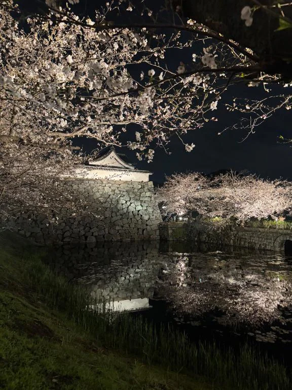 桜まつり🌸