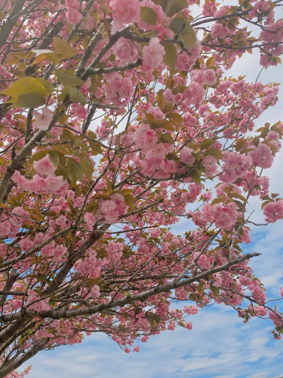 🌸