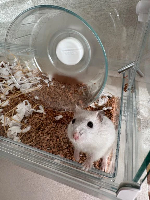 おはよッ🦥*̣̩⋆